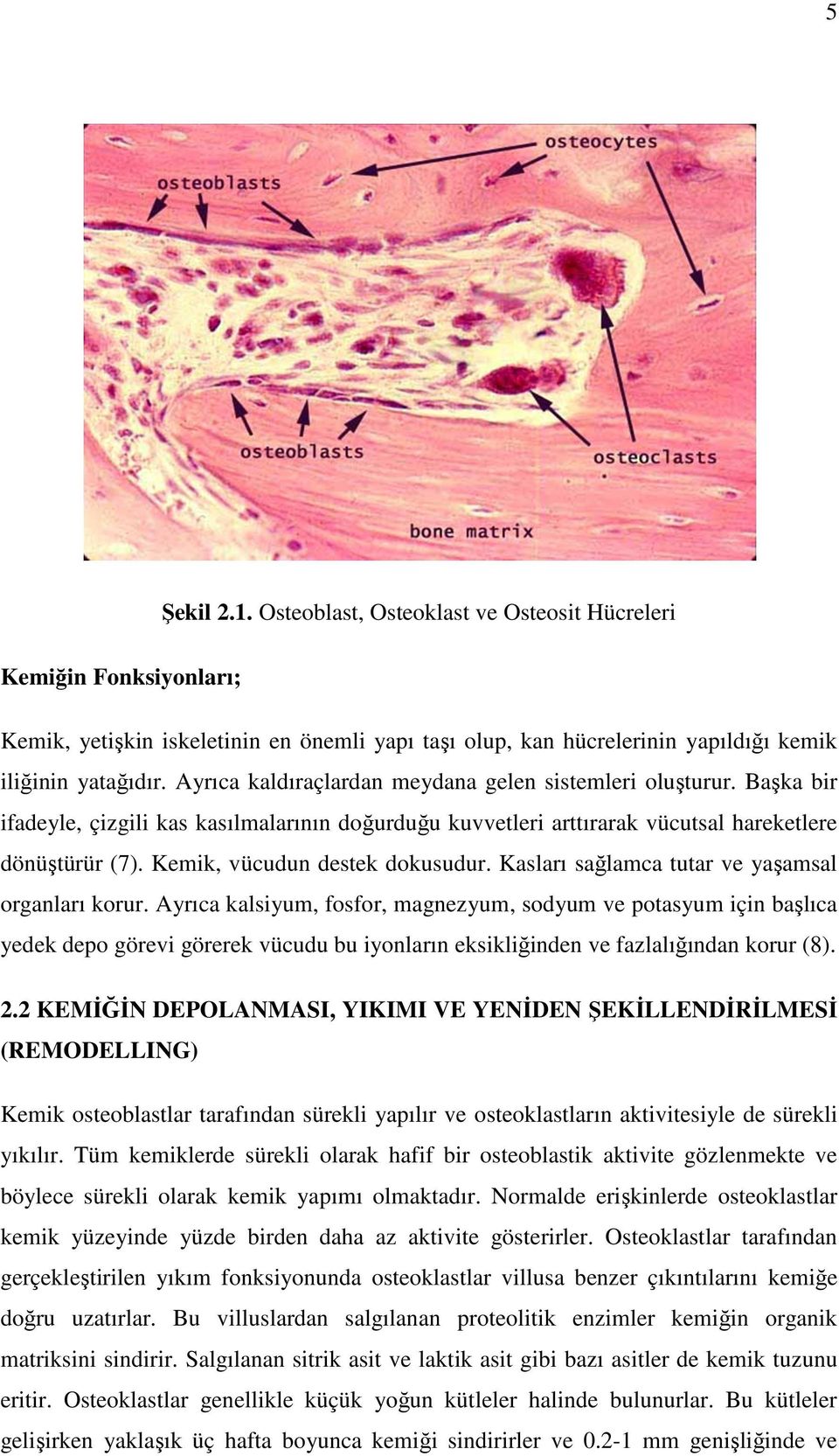 Kemik, vücudun destek dokusudur. Kasları sağlamca tutar ve yaşamsal organları korur.