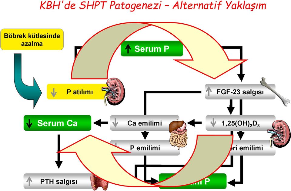 1,25(OH) 2 D 3 P emilimi P geri emilimi PTH salgısı Serum P