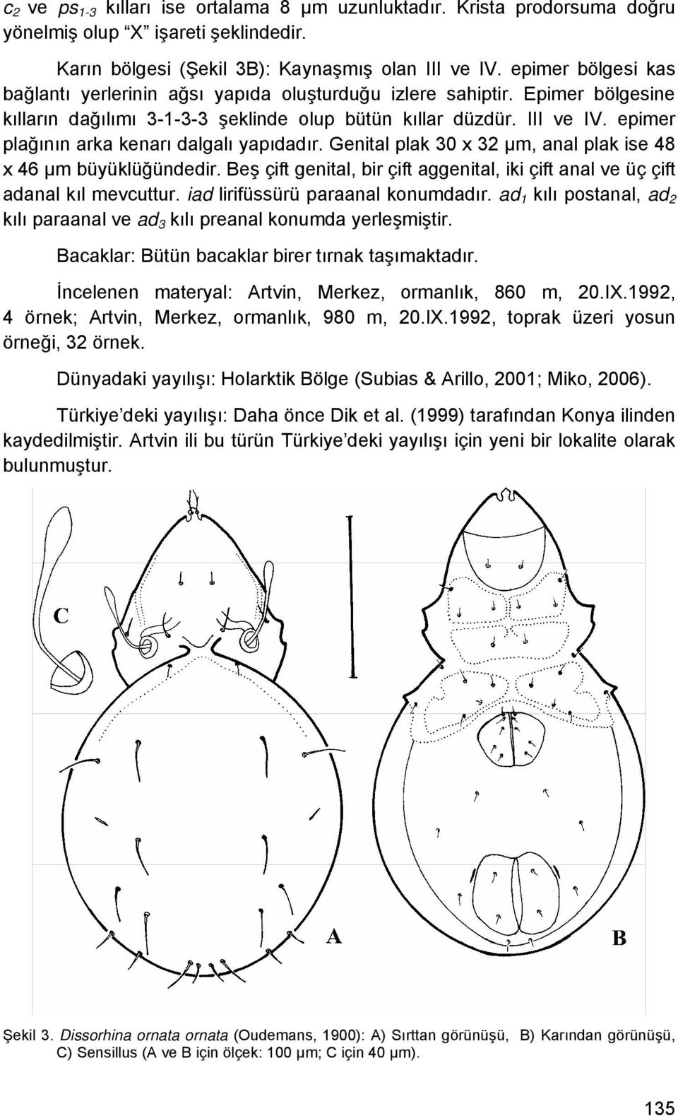 epimer plağının arka kenarı dalgalı yapıdadır. Genital plak 30 x 32 μm, anal plak ise 48 x 46 μm büyüklüğündedir. Beş çift genital, bir çift aggenital, iki çift anal ve üç çift adanal kıl mevcuttur.