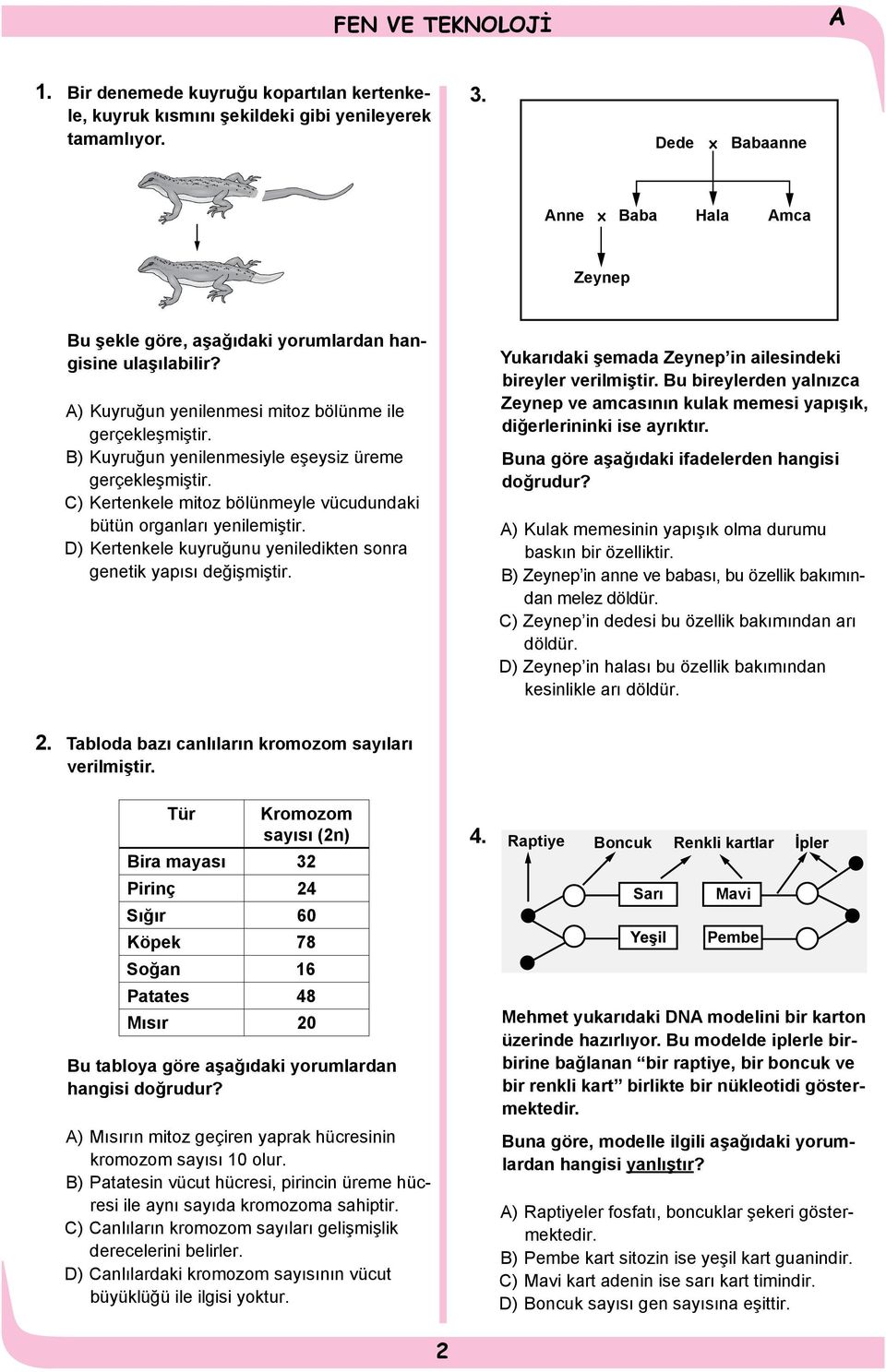 B) uyruğun yenilenmesiyle eşeysiz üreme gerçekleşmiştir. C) ertenkele mitoz bölünmeyle vücudundaki bütün organları yenilemiştir. D) ertenkele kuyruğunu yeniledikten sonra genetik yapısı değişmiştir.