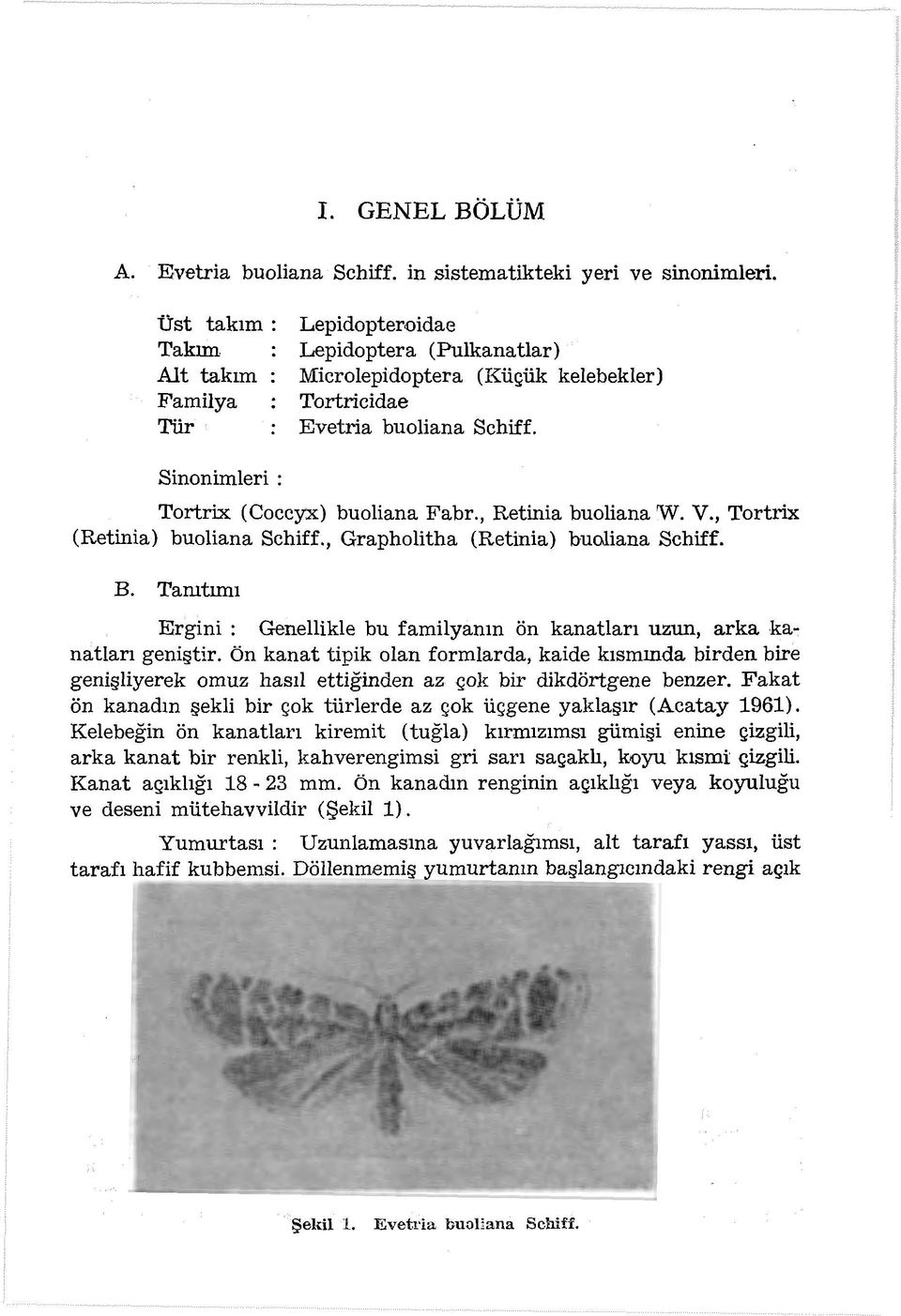 , Retinia buoliana W. V., Tortrix (Retinia) buoliana Schiff., Grapholitha (Retinia) buoliana Schiff. B. Tamtımı Ergini : Genellikle bu familyanın ön kanatları uzun, arka kanatları geniştir.