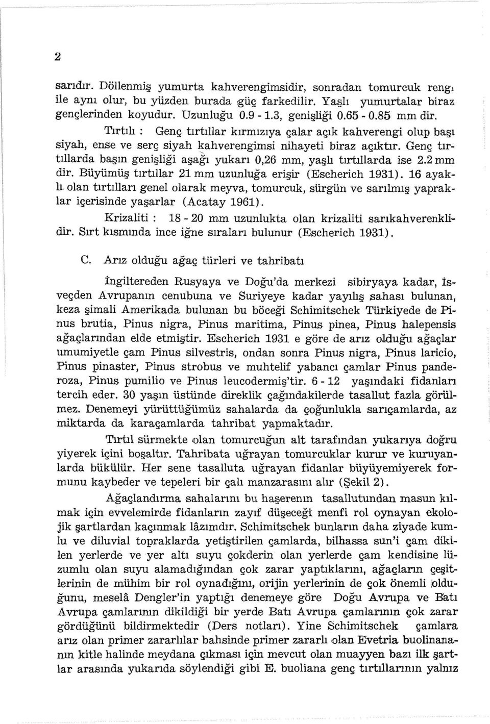 Genç tırtınarda başın genişliği aşagı yukarı 0,26 mm, yaşlı tırtınarda ise 2.2 mm dir. Büyümüş tırtıllar 21 mm uzunluğa erişir (Escherich 1931).