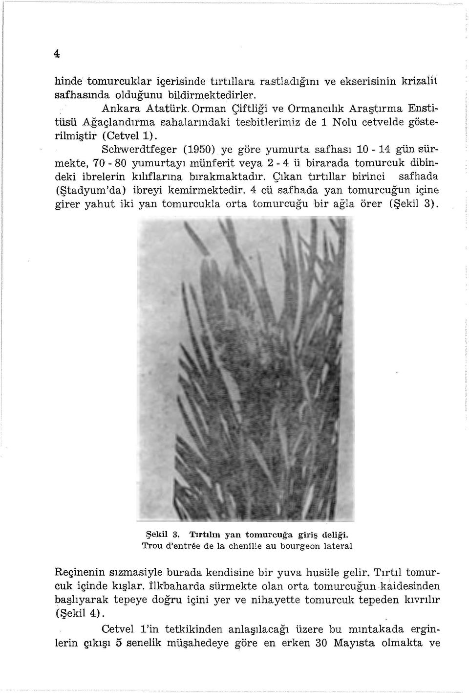 Schwerdtfeger (1950) ye göre yumurta safhası 10-14 gün ısürmekte, 70-80 yumurtayı münferit veya 2-4 ü birarada tarnurcuk dibindeki ibrelerin kılıflarına bırakmaktadır.