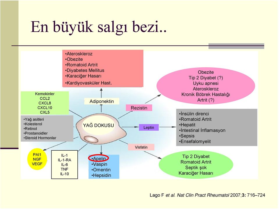 Diyabetes Mellitus Karaciğer Hasarı Kardiyovasküler Hast.