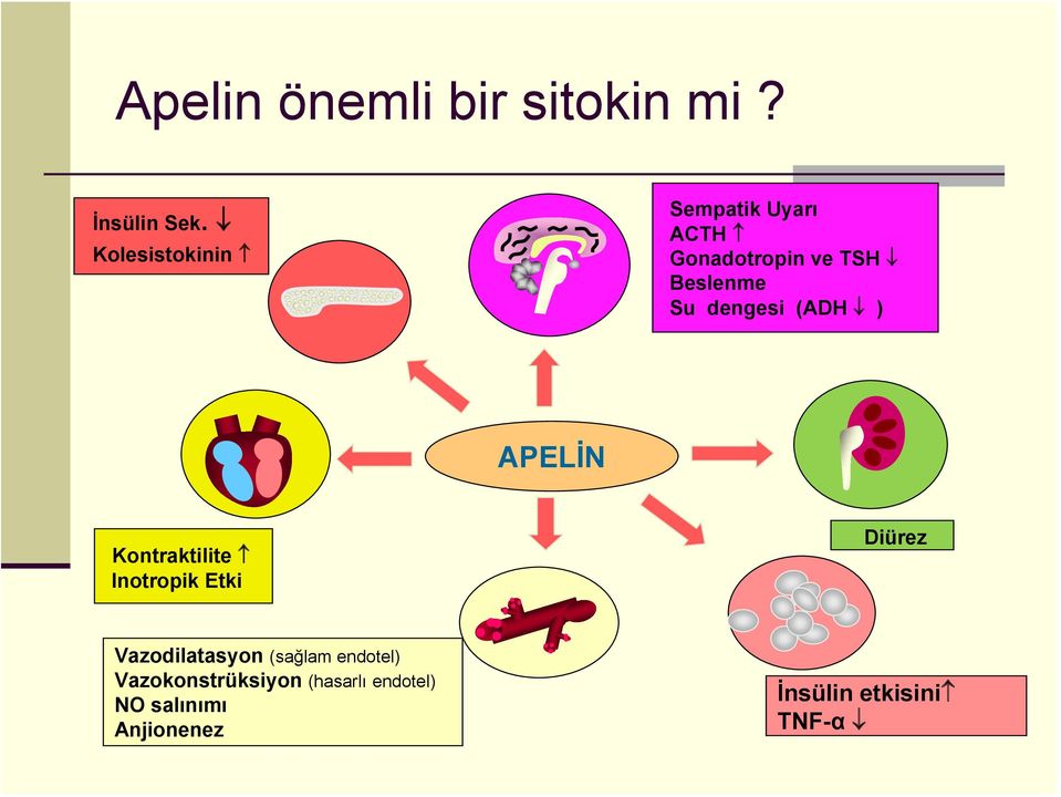 dengesi (ADH ) APELİN Kontraktilite Inotropik Etki Diürez