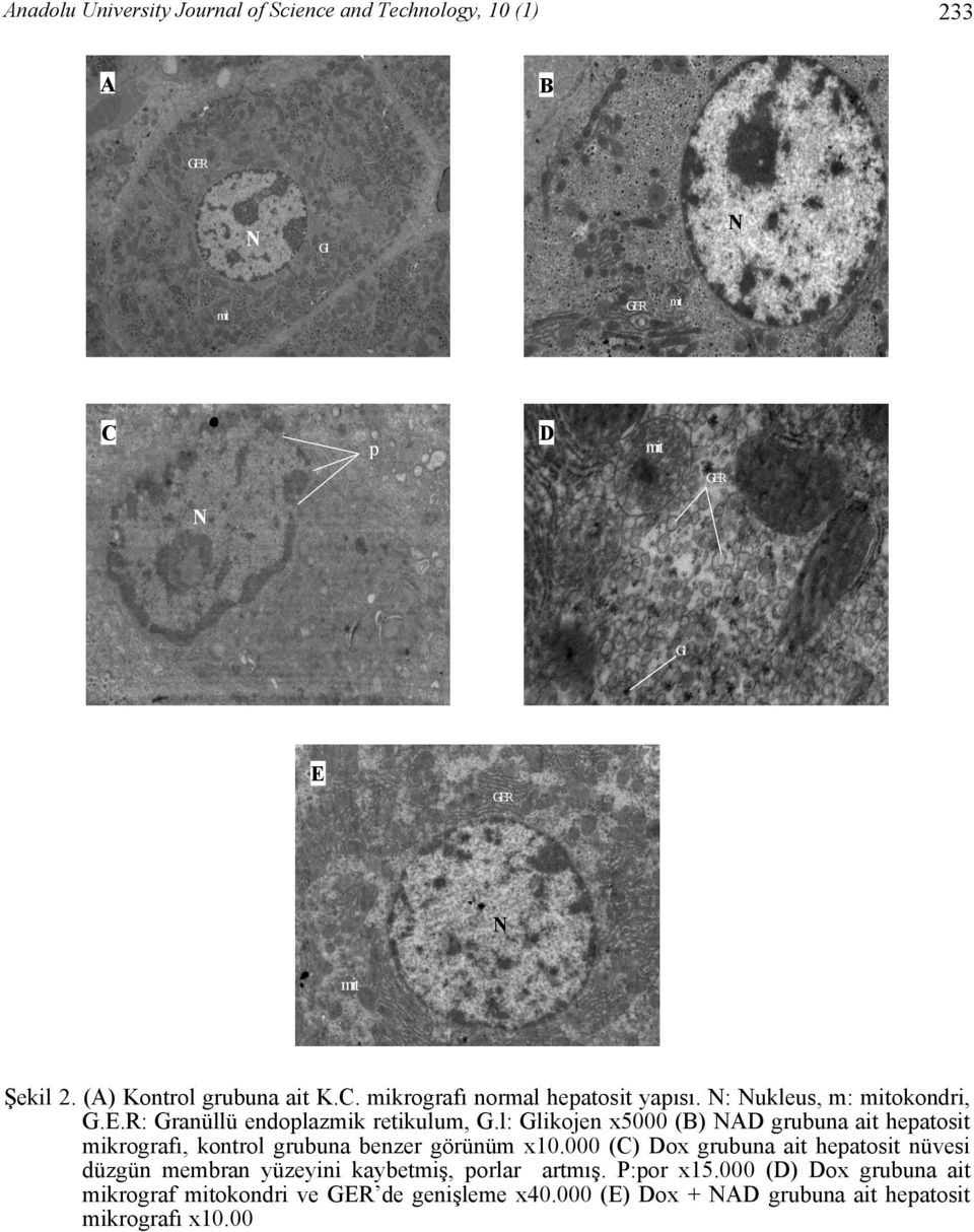 l: Glikojen x5000 (B) NAD grubuna ait hepatosit mikrografı, kontrol grubuna benzer görünüm x10.