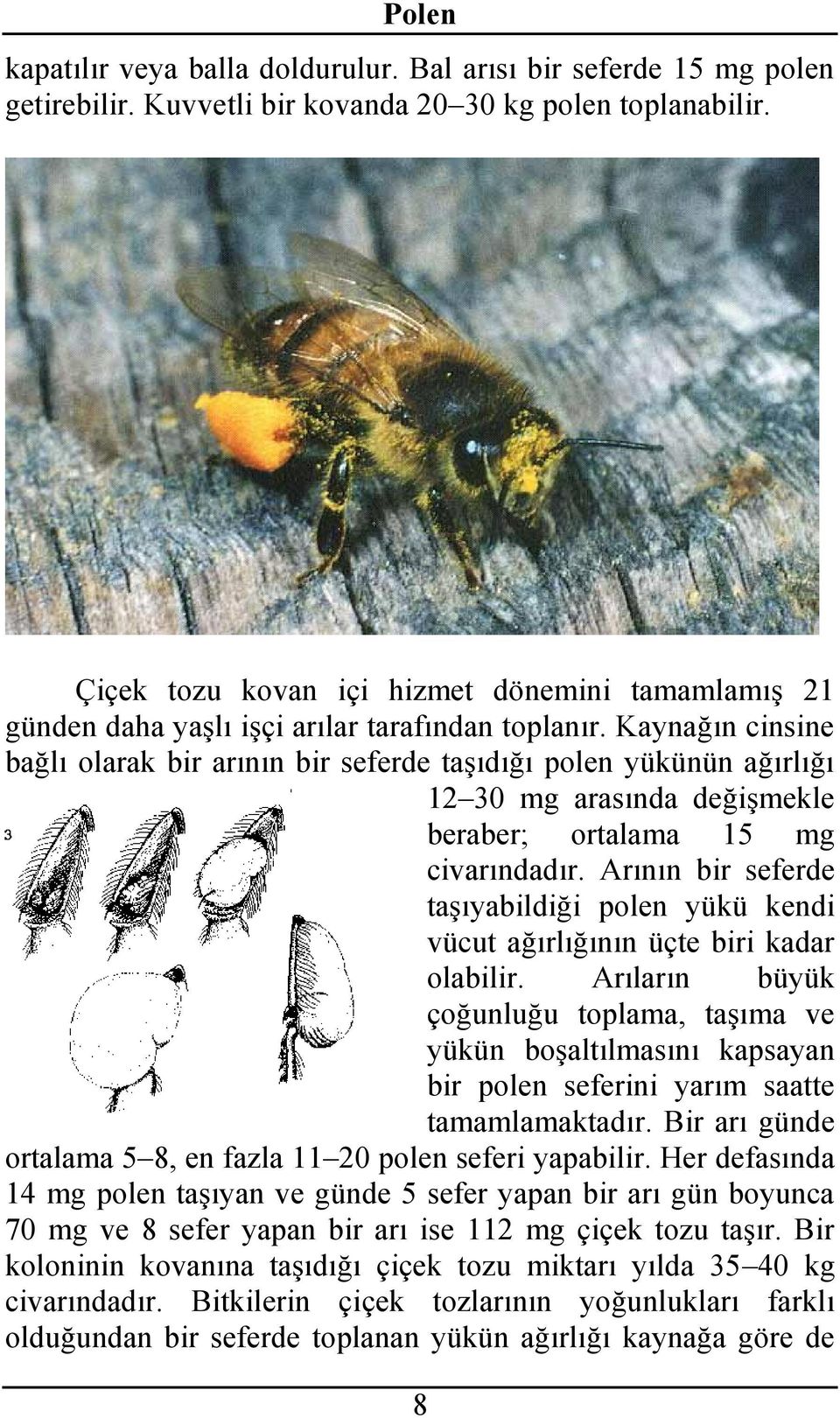 Kaynağın cinsine bağlı olarak bir arının bir seferde taşıdığı polen yükünün ağırlığı 12 30 mg arasında değişmekle beraber; ortalama 15 mg civarındadır.