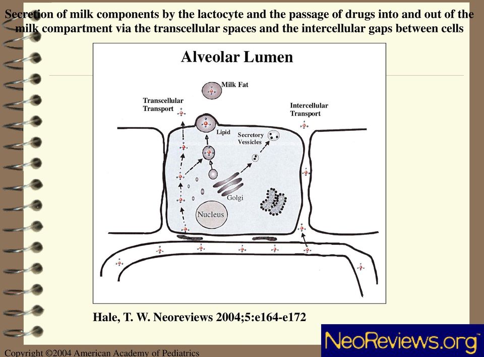 of the milk compartment via the transcellular spaces and the