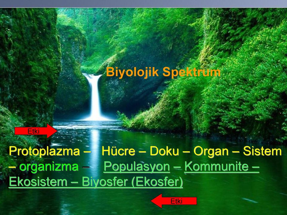 Sistem organizma Populasyon