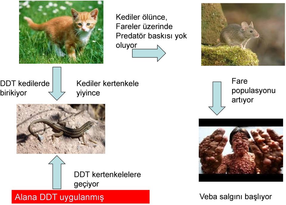 kertenkele yiyince Fare populasyonu artıyor Alana