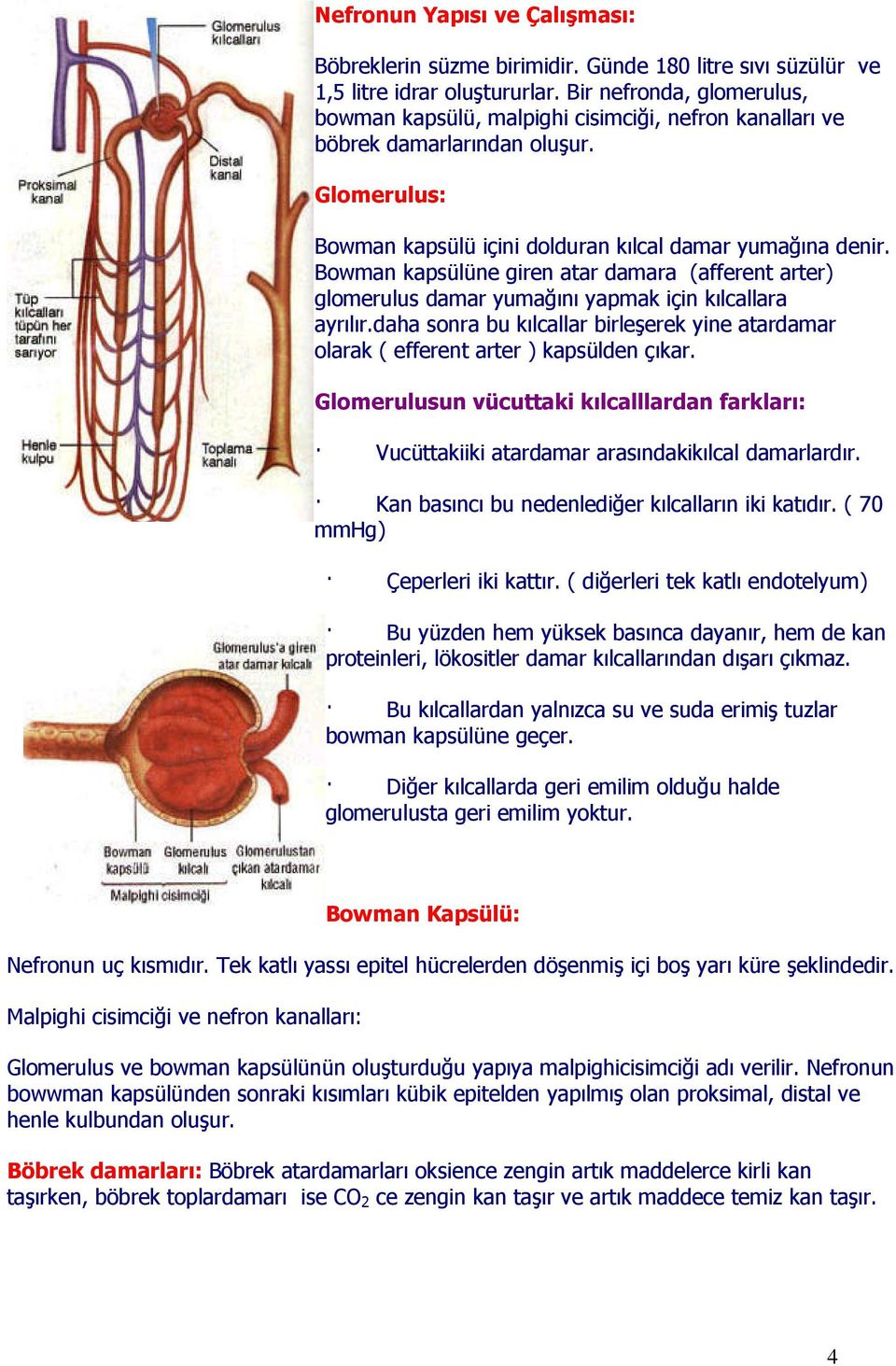 Bowman kapsülüne giren atar damara (afferent arter) glomerulus damar yumağını yapmak için kılcallara ayrılır.