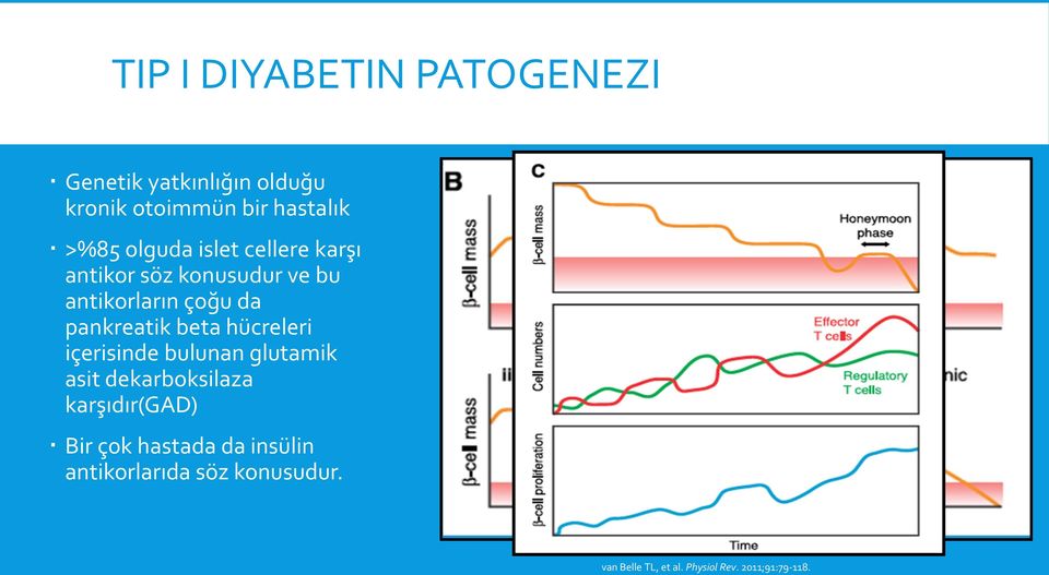 beta hücreleri içerisinde bulunan glutamik asit dekarboksilaza karşıdır(gad) Bir çok