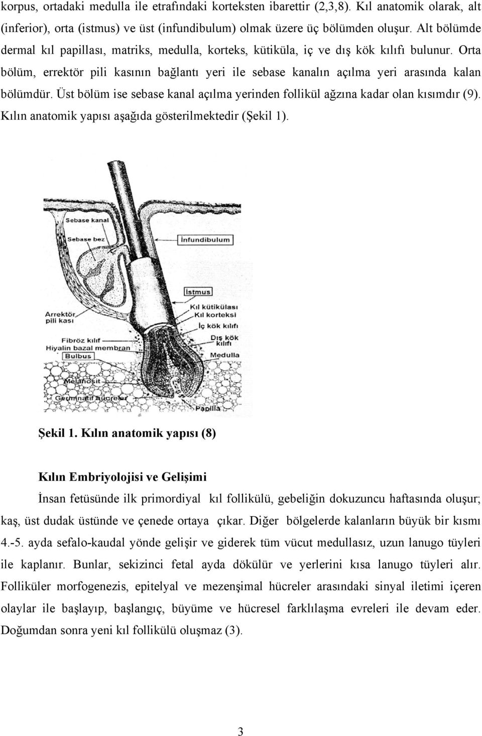 Orta bölüm, errektör pili kasının bağlantı yeri ile sebase kanalın açılma yeri arasında kalan bölümdür. Üst bölüm ise sebase kanal açılma yerinden follikül ağzına kadar olan kısımdır (9).