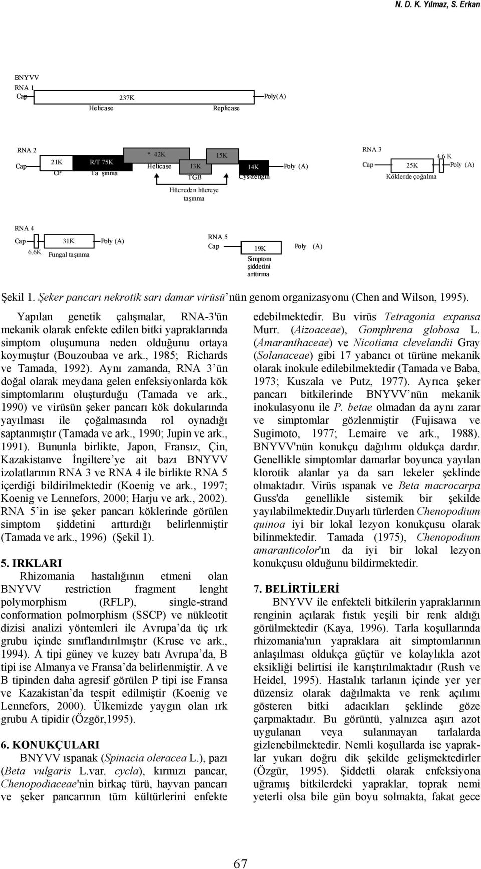 Şeker pancarı nekrotik sarı damar virüsü nün genom organizasyonu (Chen and Wilson, 1995).