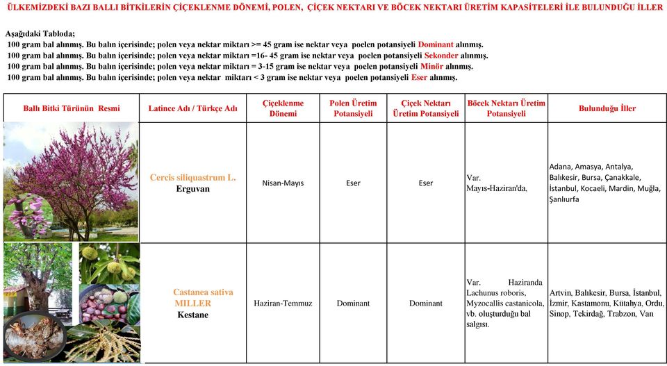 Erguvan Castanea sativa MILLER Kestane Nisan-Mayıs Haziran-Temmuz Eser Dominant Üretim Eser Dominant Mayıs-Haziran'da, Adana, Amasya,