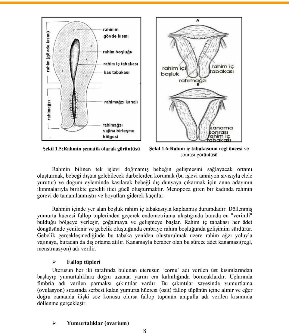 amniyon sıvısıyla elele yürütür) ve doğum eyleminde kasılarak bebeği dış dünyaya çıkarmak için anne adayının ıkınmalarıyla birlikte gerekli itici gücü oluşturmaktır.