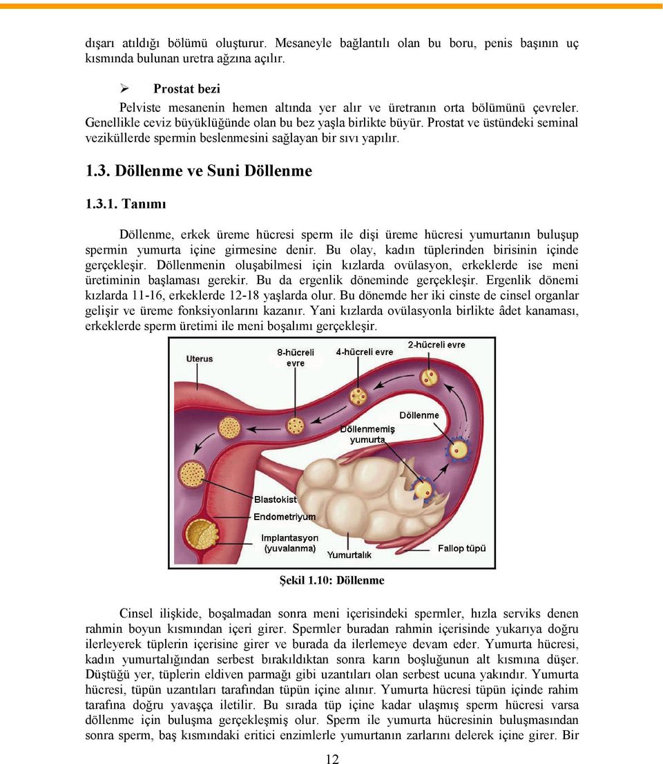 Prostat ve üstündeki seminal veziküllerde spermin beslenmesini sağlayan bir sıvı yapılır. 1.