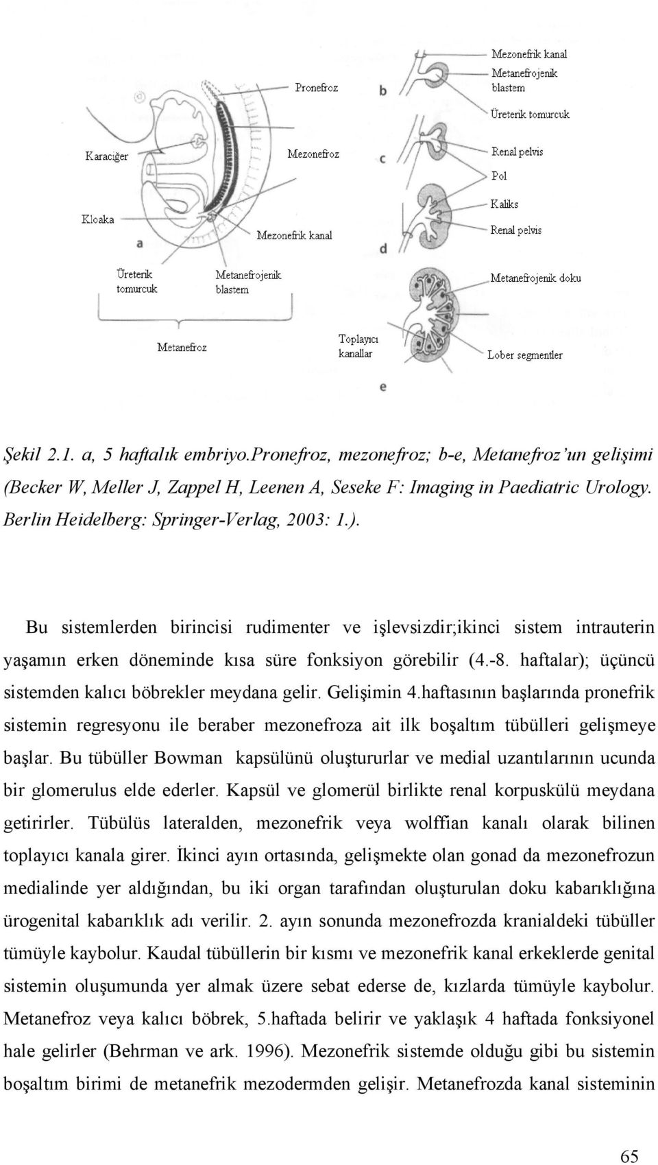 haftalar); üçüncü sistemden kalıcı böbrekler meydana gelir. Gelişimin 4.haftasının başlarında pronefrik sistemin regresyonu ile beraber mezonefroza ait ilk boşaltım tübülleri gelişmeye başlar.