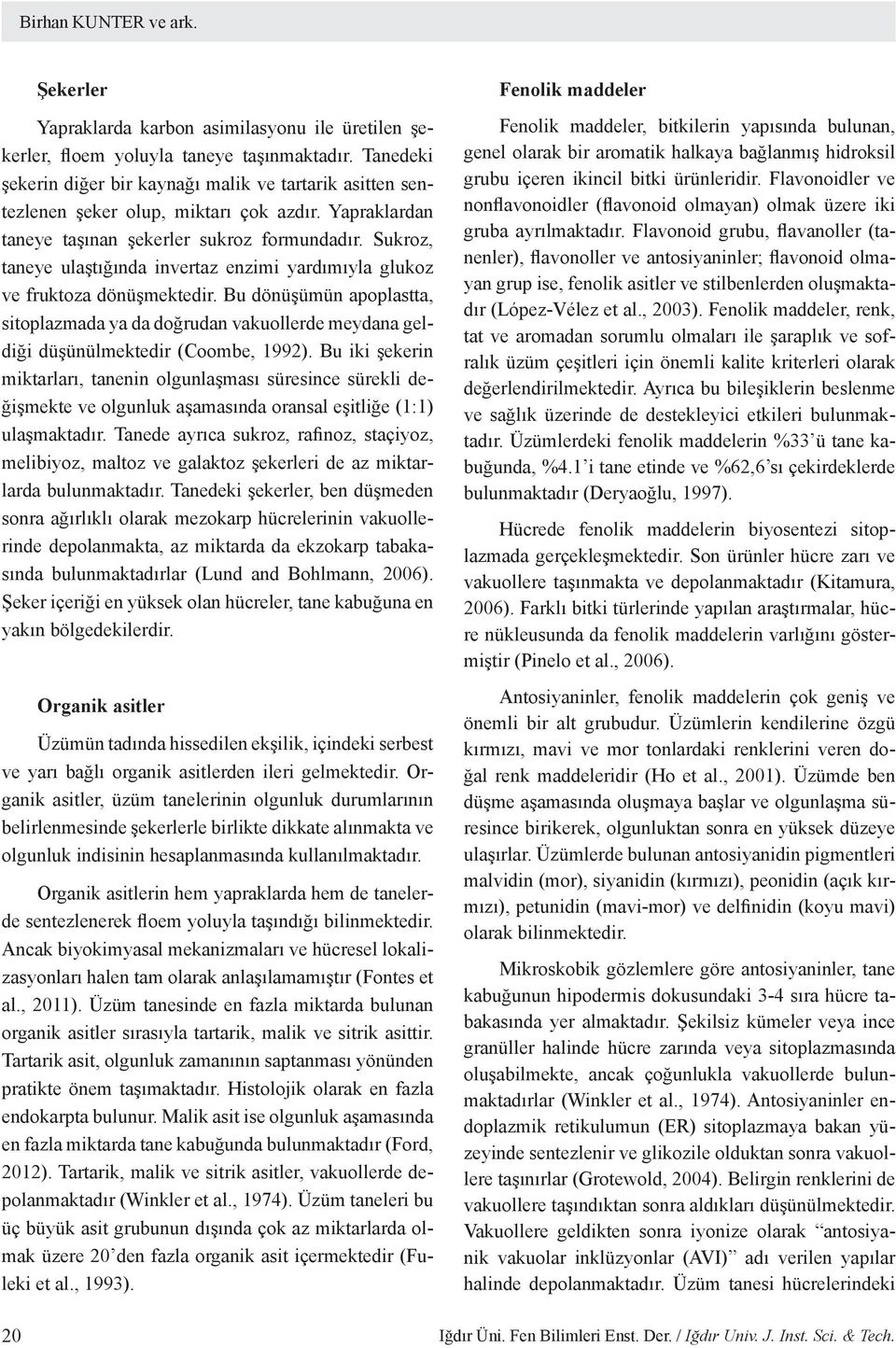 Sukroz, taneye ulaştığında invertaz enzimi yardımıyla glukoz ve fruktoza dönüşmektedir. Bu dönüşümün apoplastta, sitoplazmada ya da doğrudan vakuollerde meydana geldiği düşünülmektedir (Coombe, 1992).