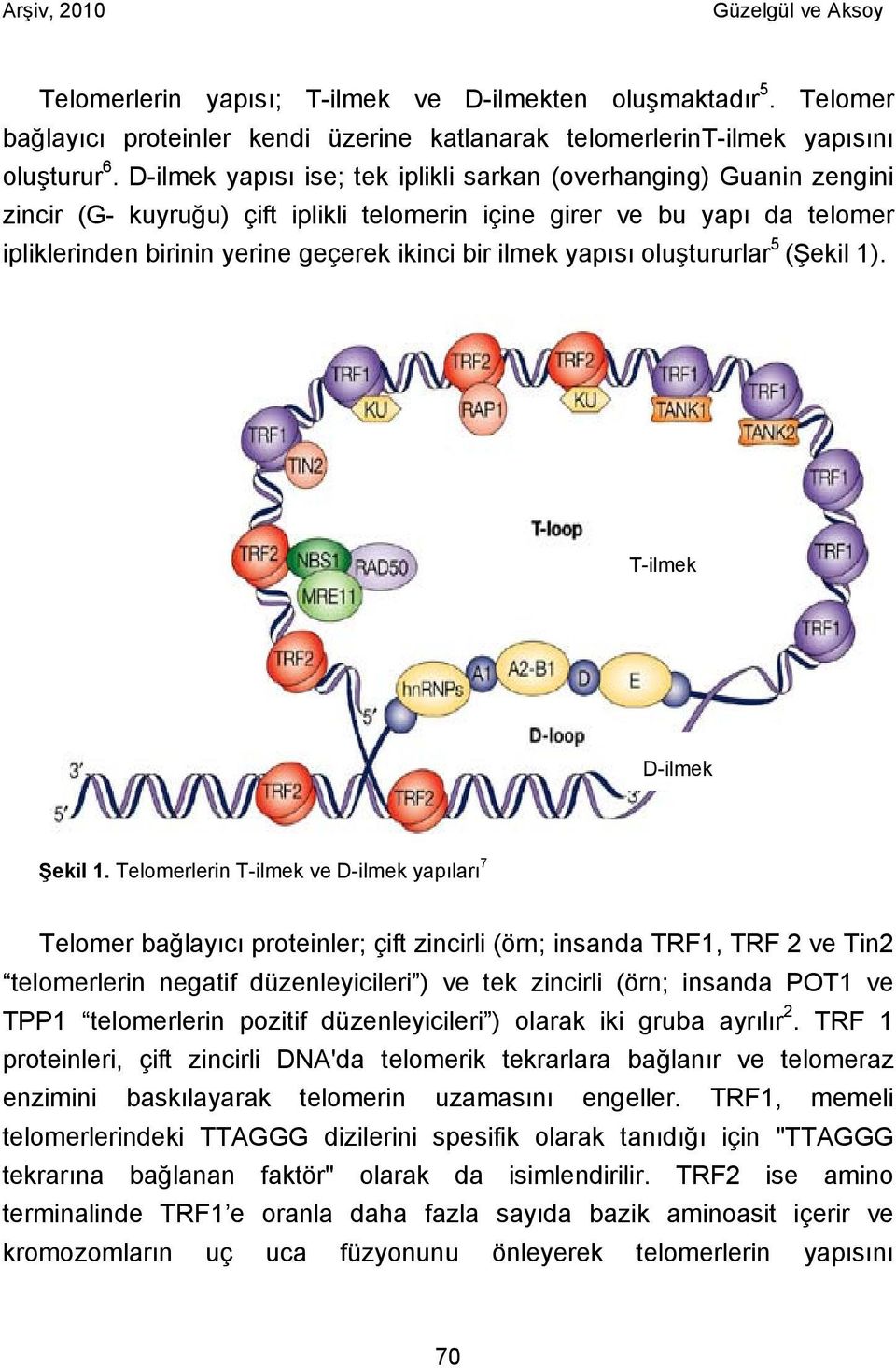 yapısı oluştururlar 5 (Şekil 1). T-ilmek D-ilmek Şekil 1.