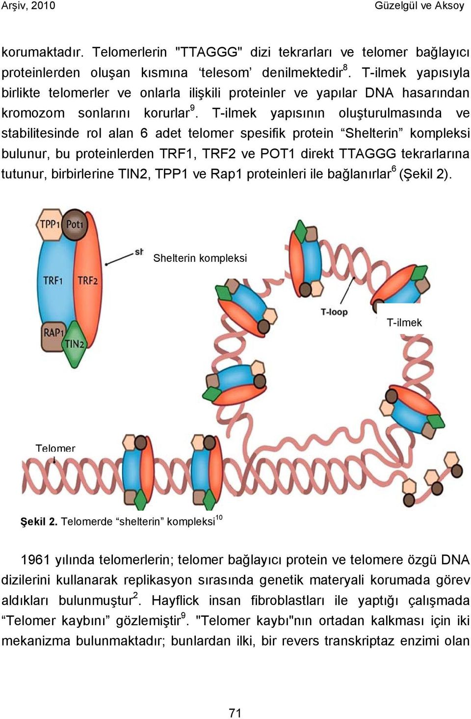 T-ilmek yapısının oluşturulmasında ve stabilitesinde rol alan 6 adet telomer spesifik protein Shelterin kompleksi bulunur, bu proteinlerden TRF1, TRF2 ve POT1 direkt TTAGGG tekrarlarına tutunur,