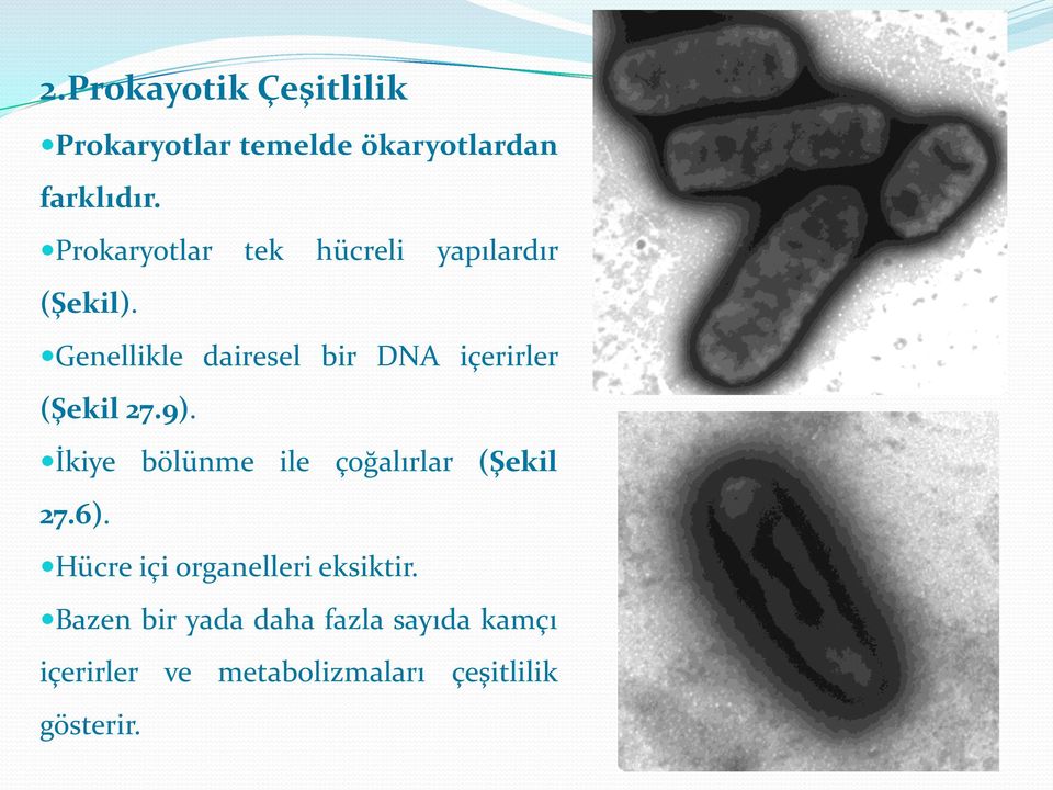 Genellikle dairesel bir DNA içerirler (Şekil 27.9).