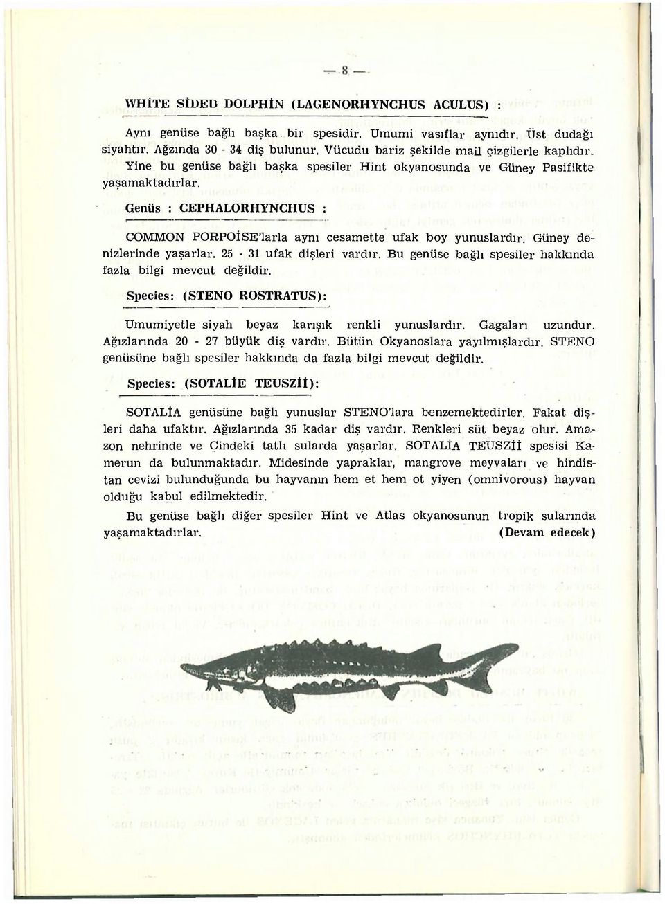 Genüs : CEPHALORHYNCHUS : COMMON PORPOİSE'larla aynı cesamette ufak boy yunuslardır. Güney denizlerinde yaşarlar. 25-31 ufak dişleri vardır.