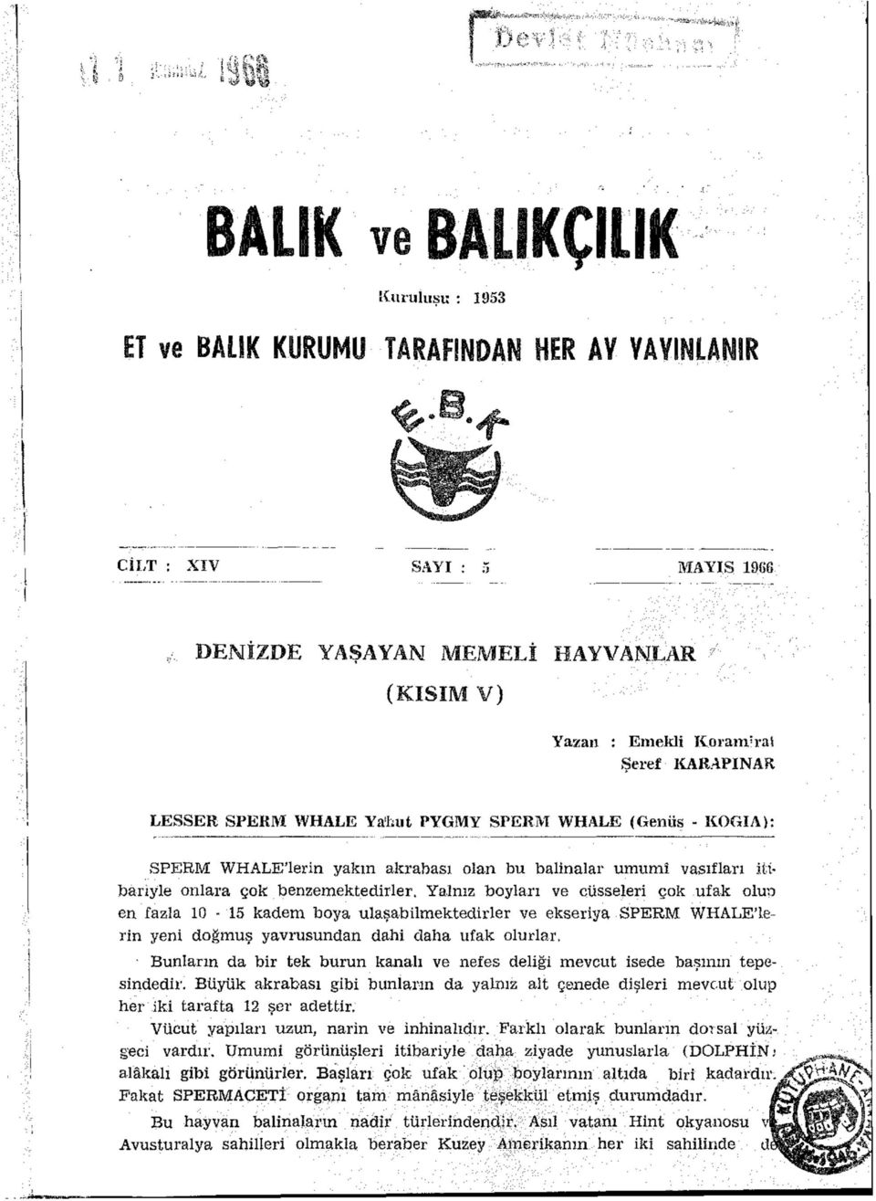 Yalnız boyları ve cüsseleri çok ufak olup en fazla 10-15 kadem boya ulaşabilmektedirler ve ekseriya SPERM WHALE'lerin yeni doğmuş yavrusundan dahi daha ufak olurlar.