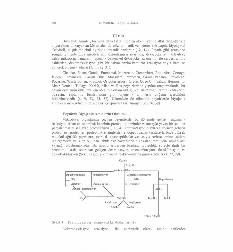 düşük molekül ağırlıklı, organik bazlardır (12, 14 ).