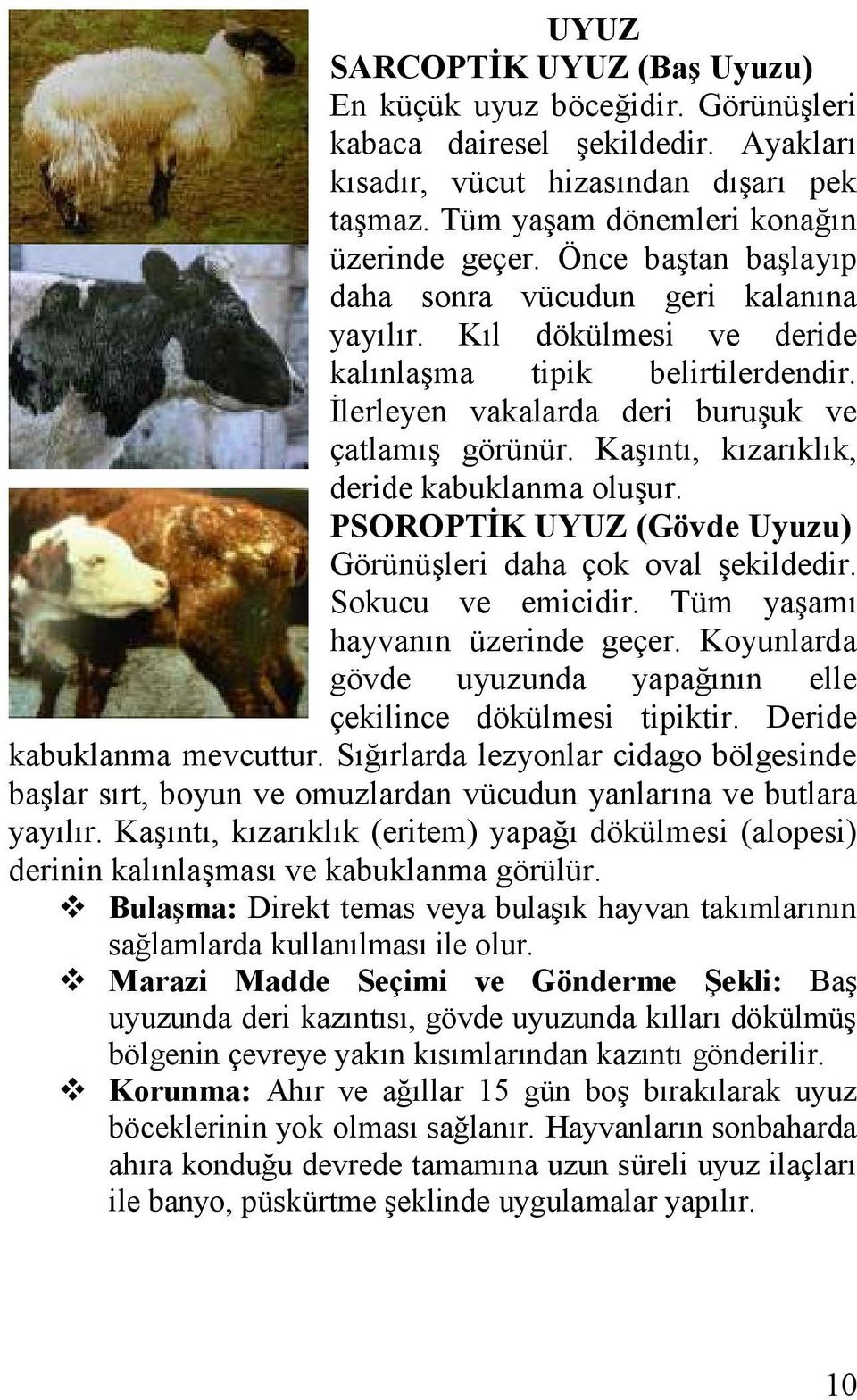 Kaşıntı, kızarıklık, deride kabuklanma oluşur. PSOROPTĠK UYUZ (Gövde Uyuzu) Görünüşleri daha çok oval şekildedir. Sokucu ve emicidir. Tüm yaşamı hayvanın üzerinde geçer.