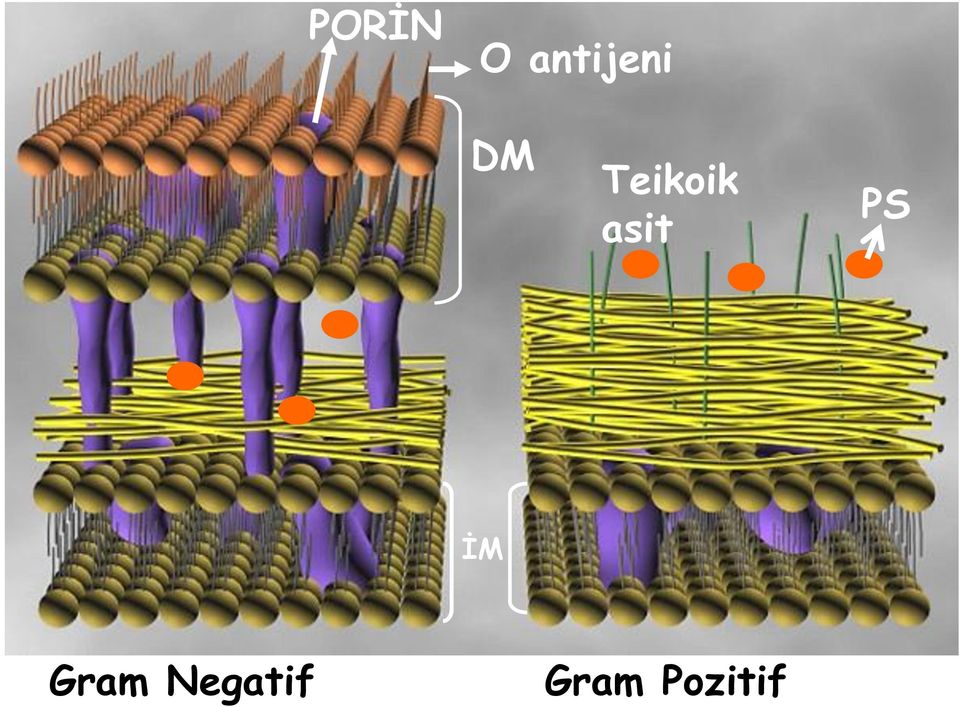 Teikoik asit PS