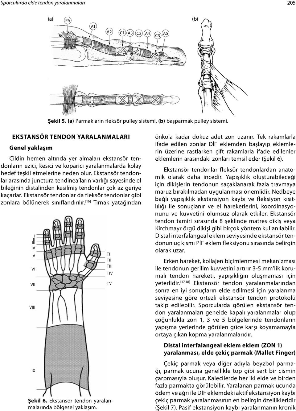 tendonlar arasında junctura tendinea ların varlığı sayesinde el bileğinin distalinden kesilmiş tendonlar çok az geriye kaçarlar. tendonlar da fleksör tendonlar gibi zonlara bölünerek sınıflandırılır.