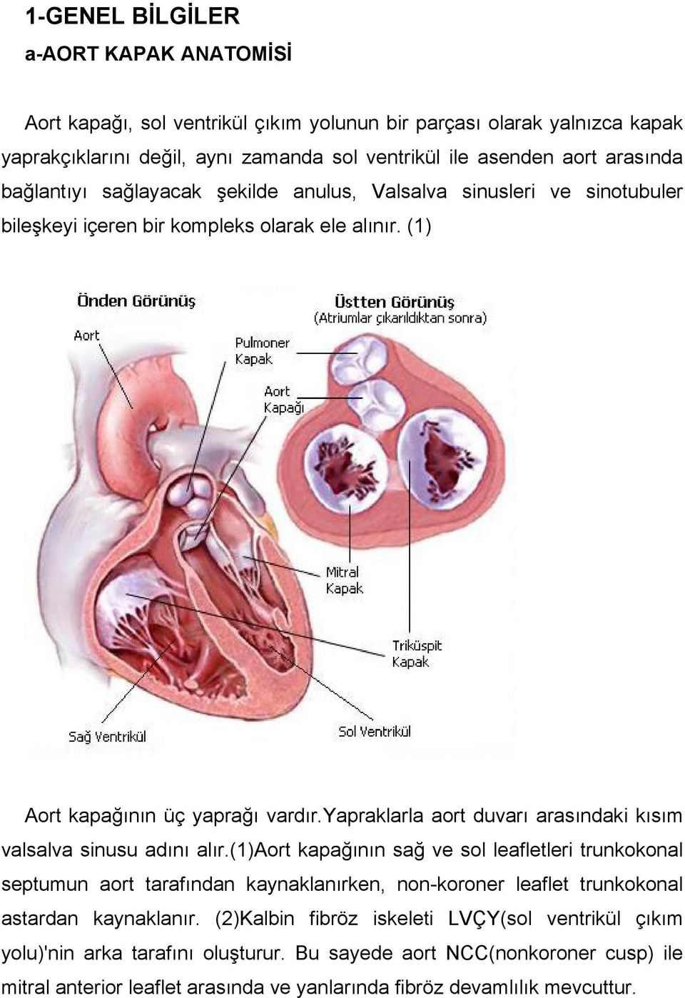 yapraklarla aort duvarı arasındaki kısım valsalva sinusu adını alır.