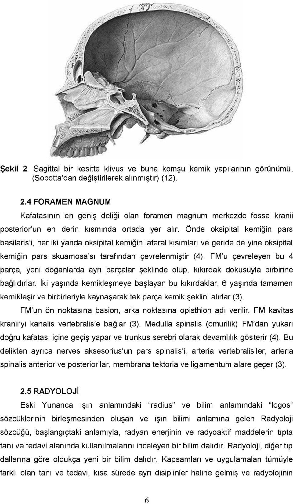 FM u çevreleyen bu 4 parça, yeni doğanlarda ayrı parçalar şeklinde olup, kıkırdak dokusuyla birbirine bağlıdırlar.