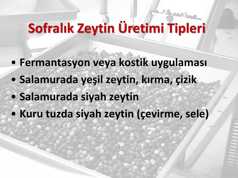 Salamurada yeşil zeytin, kırma, çizik