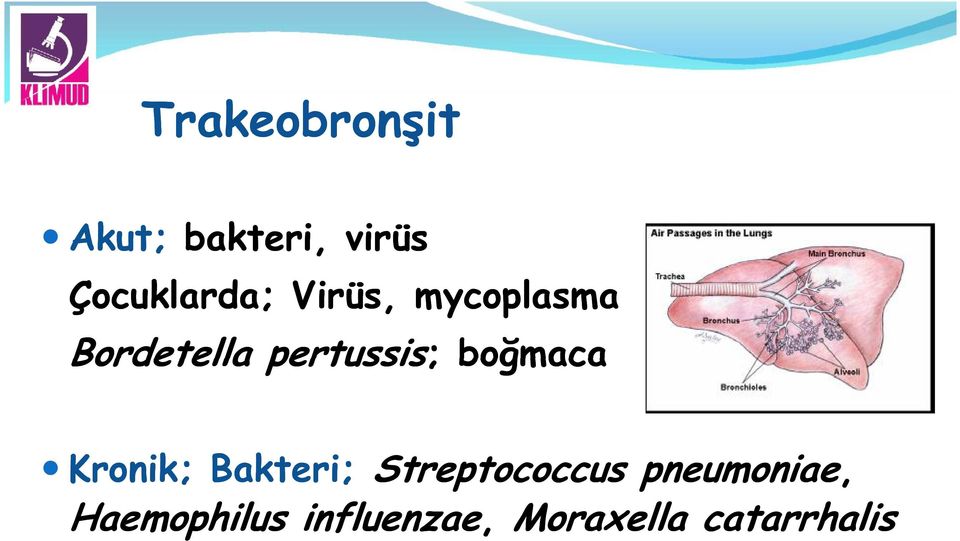 boğmaca Kronik; Bakteri; Streptococcus