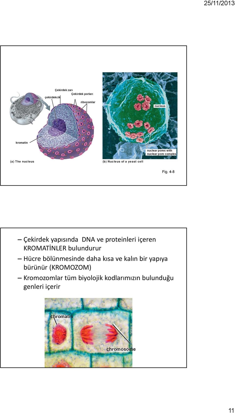 4-8 Çekirdek yapısında DNA ve proteinleri içeren KROMATİNLER bulundurur Hücre bölünmesinde daha
