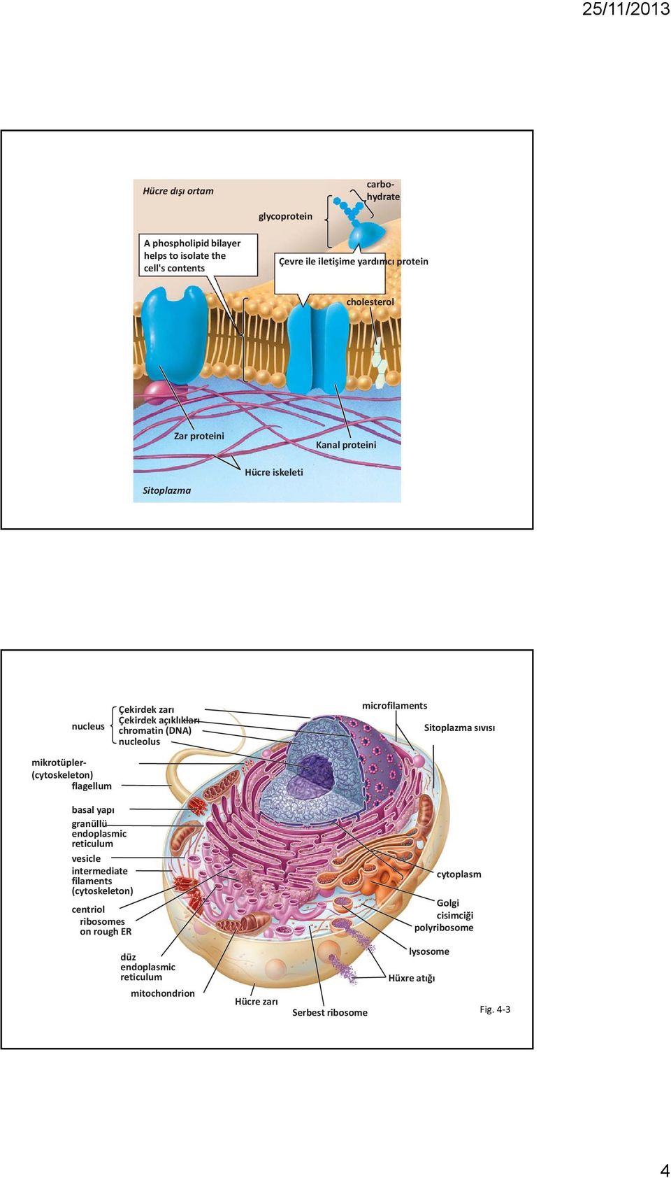 chromatin (DNA) nucleolus microfilaments Sitoplazma sıvısı basal yapı granüllü endoplasmic reticulum vesicle intermediate filaments (cytoskeleton)