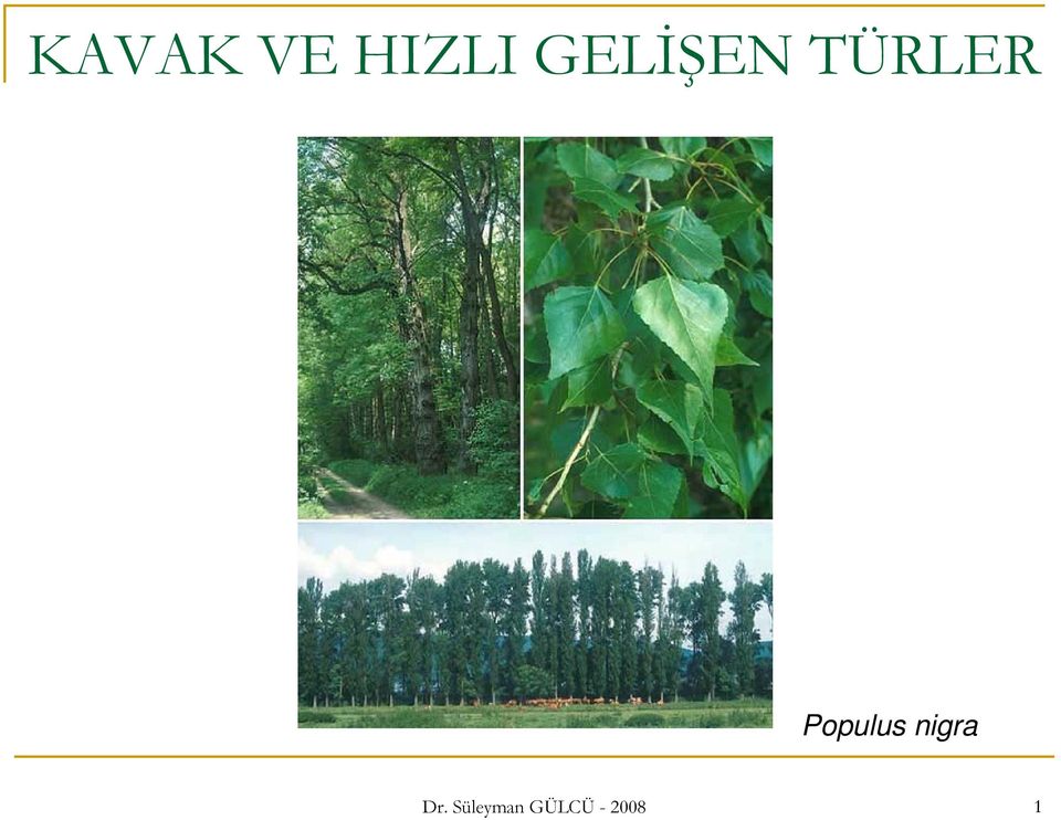 Populus nigra Dr.