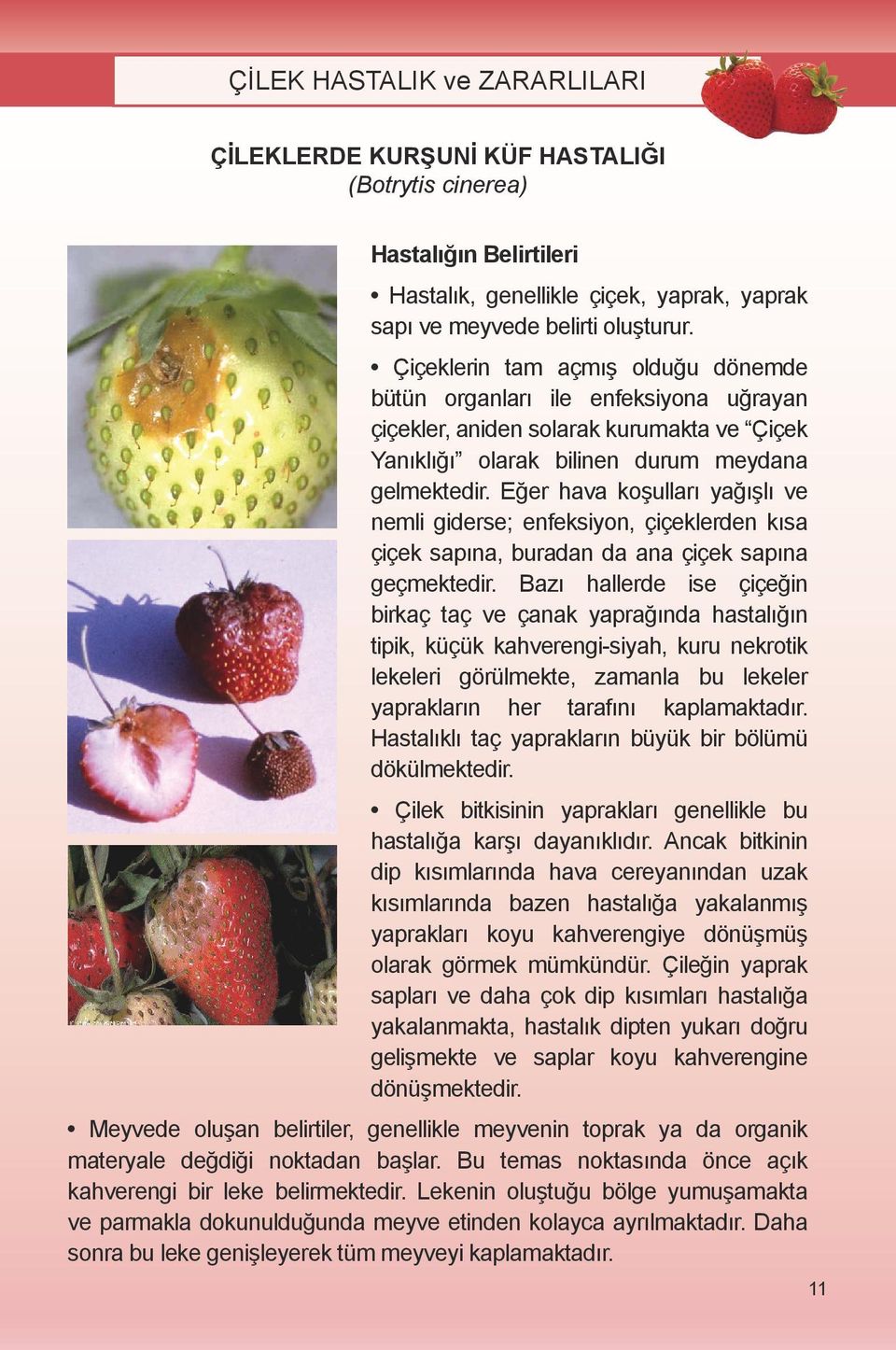 Eğer hava koşulları yağışlı ve nemli giderse; enfeksiyon, çiçeklerden kısa çiçek sapına, buradan da ana çiçek sapına geçmektedir.