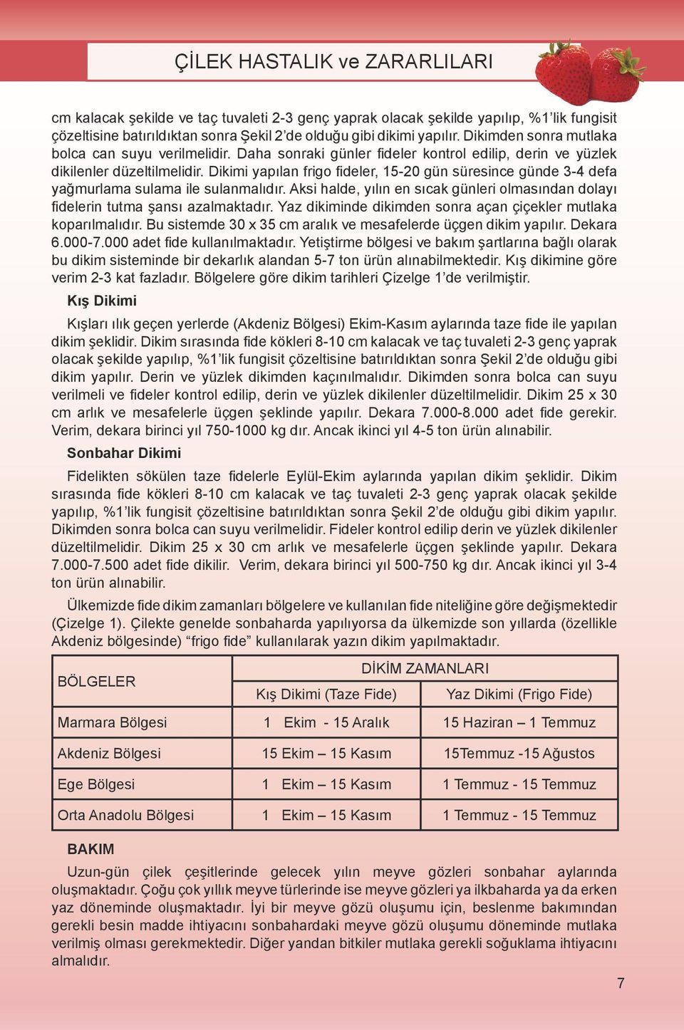 Dikimi yapılan frigo fideler, 15-20 gün süresince günde 3-4 defa yağmurlama sulama ile sulanmalıdır. Aksi halde, yılın en sıcak günleri olmasından dolayı fidelerin tutma şansı azalmaktadır.