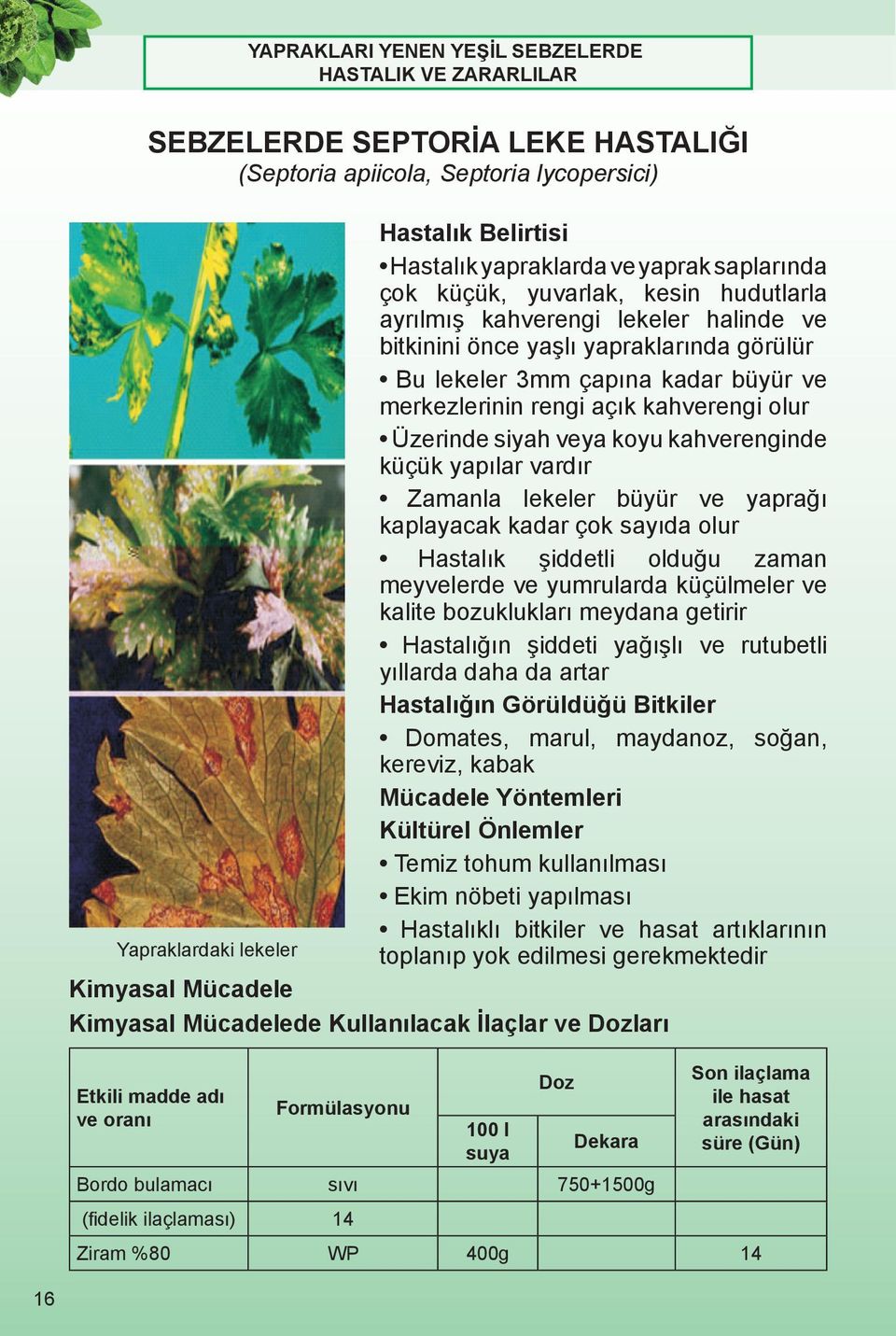 Zamanla lekeler büyür ve yaprağı kaplayacak kadar çok sayıda olur Hastalık şiddetli olduğu zaman meyvelerde ve yumrularda küçülmeler ve kalite bozuklukları meydana getirir Hastalığın şiddeti yağışlı