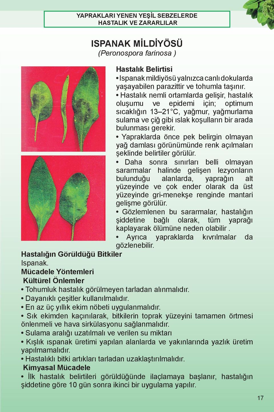 Yapraklarda önce pek belirgin olmayan yağ damlası görünümünde renk açılmaları şeklinde belirtiler görülür.