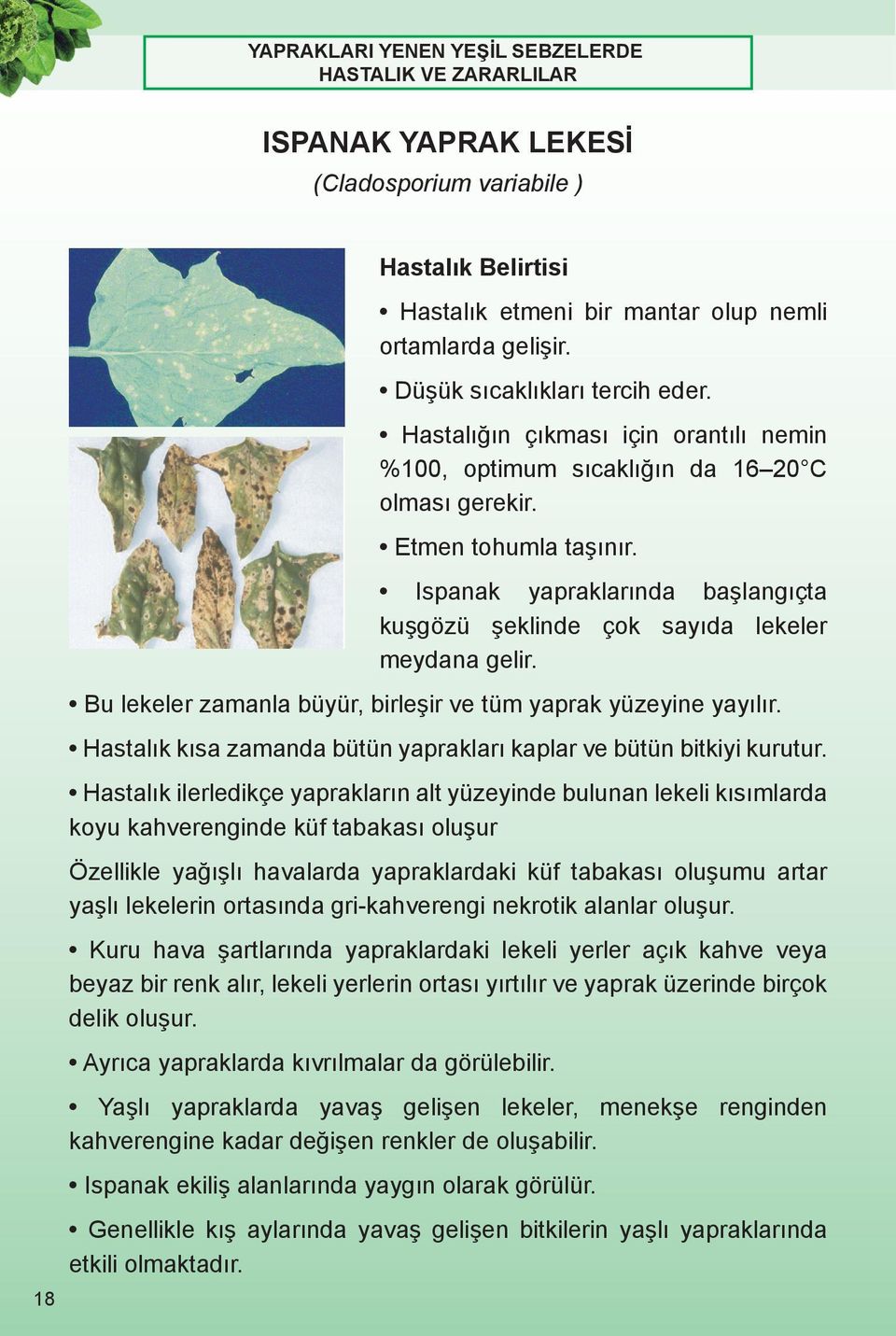 Bu lekeler zamanla büyür, birleşir ve tüm yaprak yüzeyine yayılır. Hastalık kısa zamanda bütün yaprakları kaplar ve bütün bitkiyi kurutur.