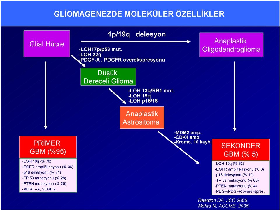 -LOH 19q -LOH p15/16 Anaplastik Astrositoma Anaplastik Oligodendroglioma PRİMER GBM (%95) -LOH 10q (% 70) -EGFR amplifikasyonu (% 36) -p16 delesyonu (%