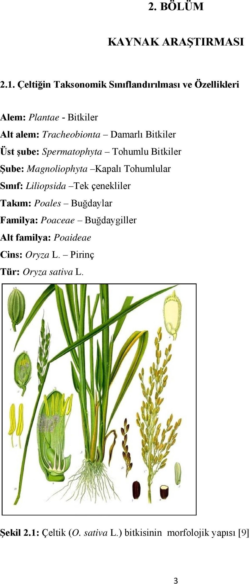 Bitkiler Üst şube: Spermatophyta Tohumlu Bitkiler Şube: Magnoliophyta Kapalı Tohumlular Sınıf: Liliopsida Tek