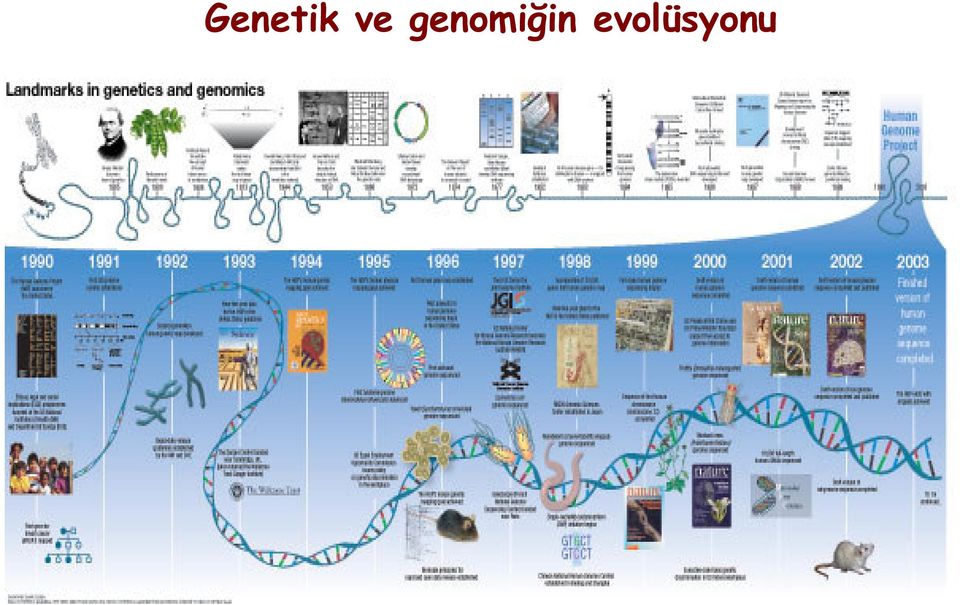 genomiğin