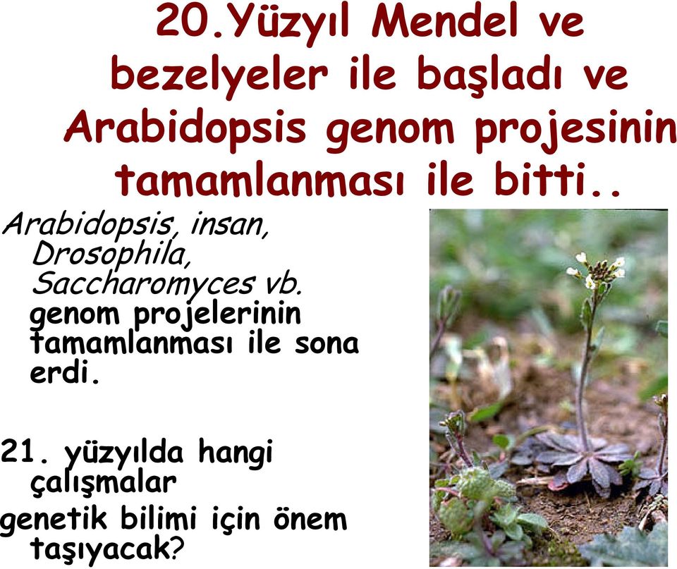 . Arabidopsis, insan, Drosophila, Saccharomyces vb.