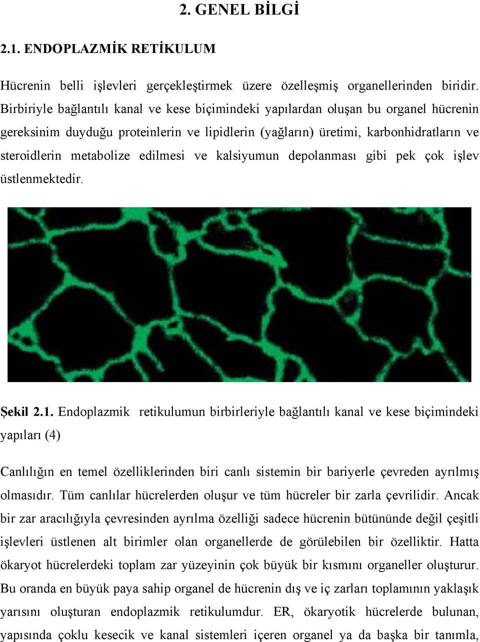 edilmesi ve kalsiyumun depolanması gibi pek çok işlev üstlenmektedir. Şekil 2.1.