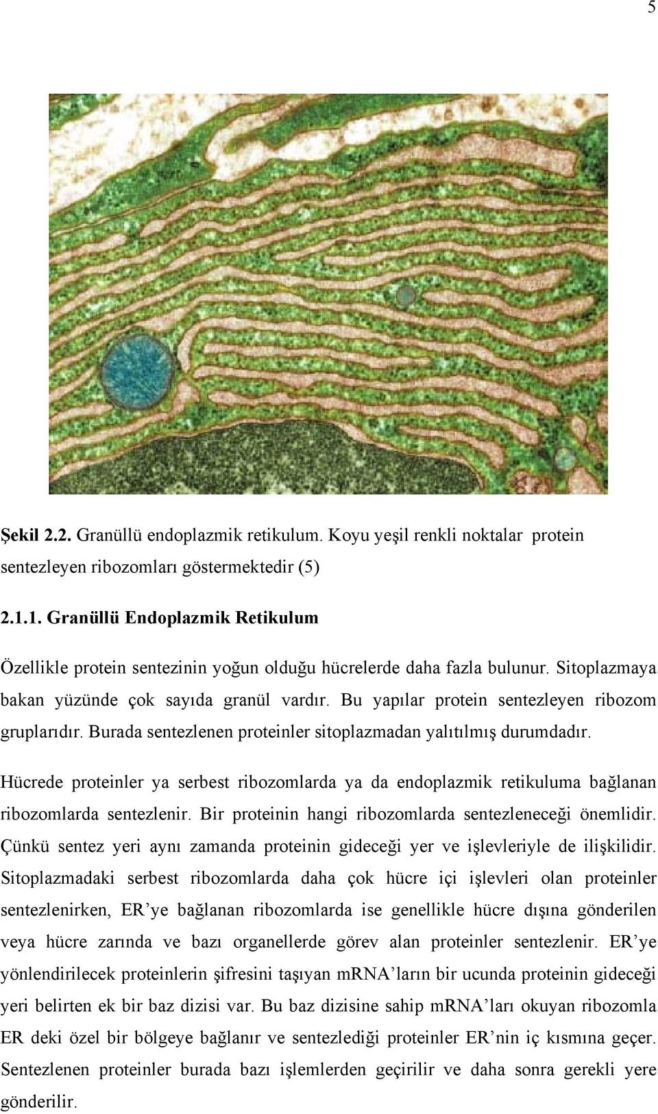 Bu yapılar protein sentezleyen ribozom gruplarıdır. Burada sentezlenen proteinler sitoplazmadan yalıtılmış durumdadır.